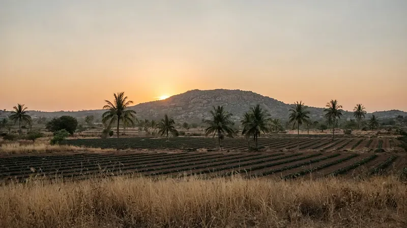 Farm rows at sunset with granite hills on the horizon