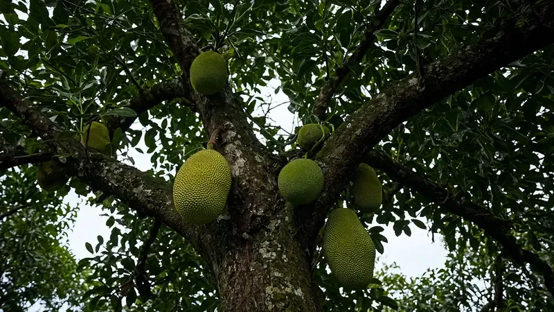 Looking up a jackfruit tree trunk into the canopy